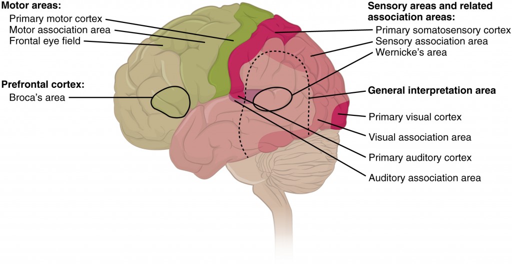 Parts of the brain that are stimulated when listening to a story.