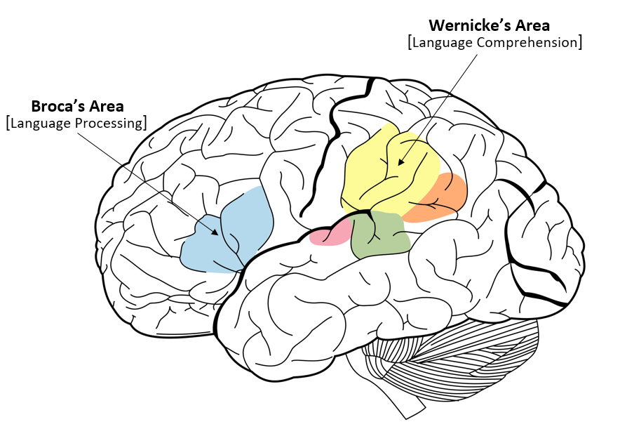 Broca's area and Wernicke's area