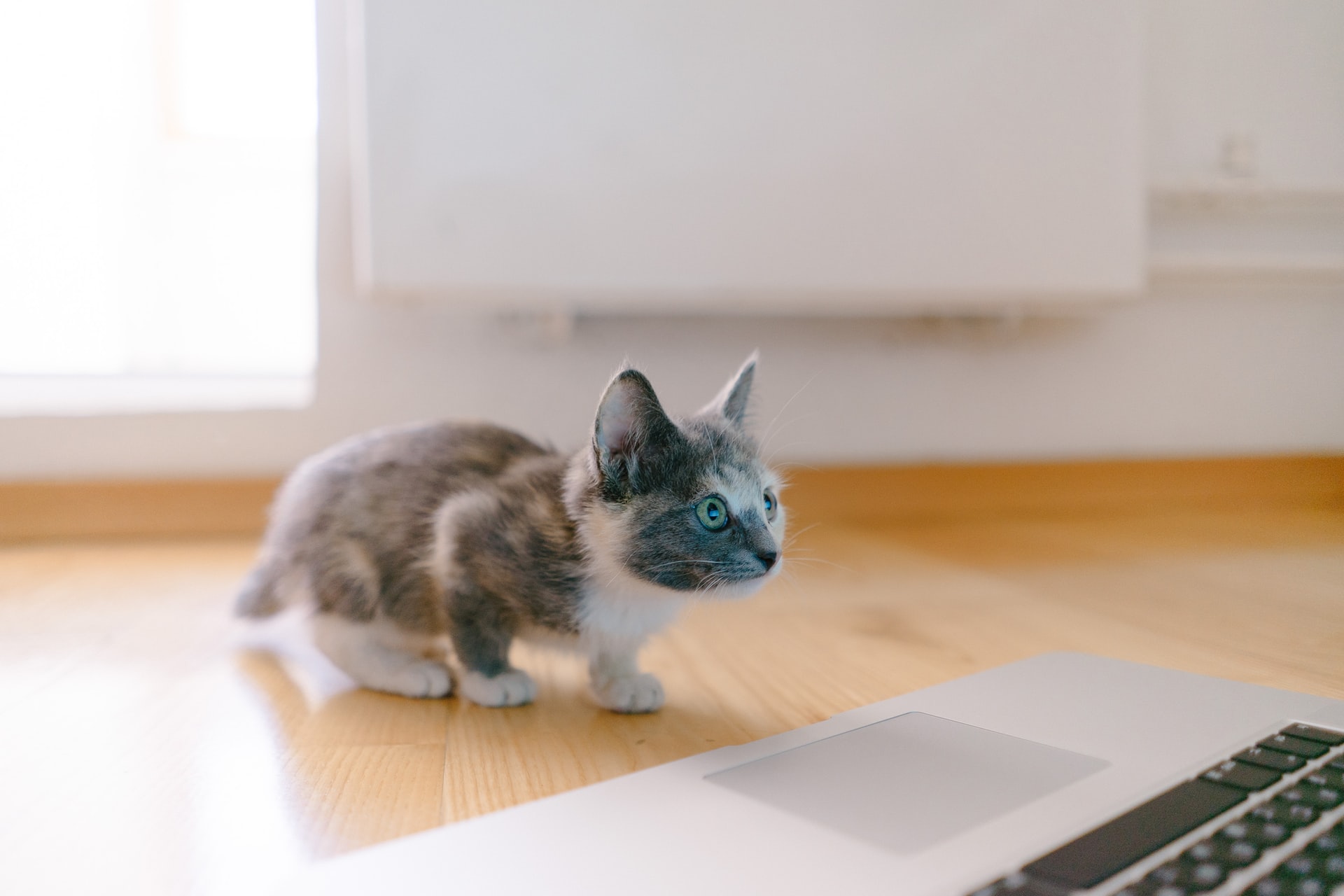cat at computer keyboard